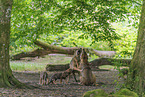 Eurasian wolf