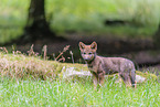 Eurasian wolf