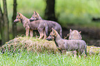 Eurasian wolf