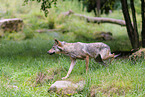 Eurasian wolf