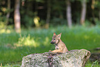 Eurasian wolf