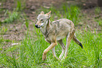 european wolf