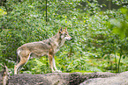 european wolf