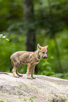 young european wolf