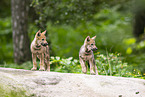 young european wolf