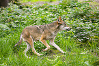 european wolf