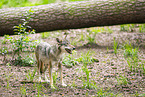 european wolf