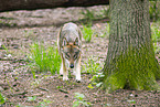 european wolf