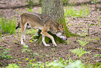 european wolf