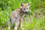 young european wolf