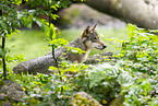 european wolf