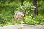 european wolf