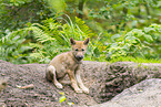 young european wolf