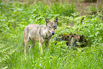 european wolf
