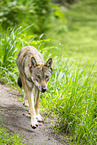 european wolf