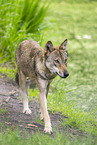 european wolf