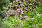 european wolf