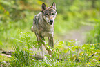 european wolf