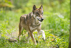 european wolf