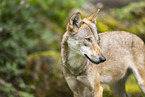 european wolf