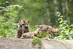 young european wolf