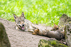 young european wolf