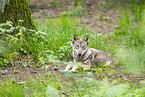 european wolf