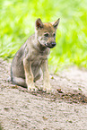 young european wolf