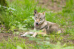 european wolf