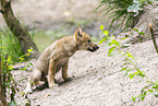 young european wolf