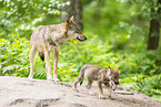 young european wolf