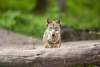european wolf