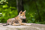 young european wolf