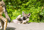 young european wolf