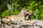 young european wolf