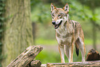 european wolf