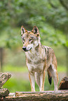 european wolf