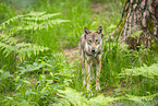 european wolf