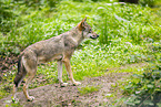 european wolf