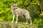 Eurasian Greywolf