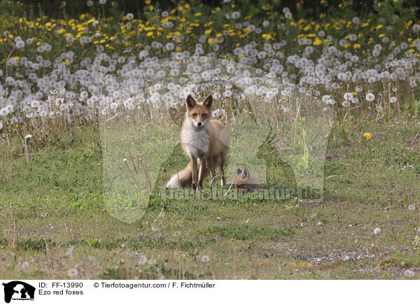 Ezo red foxes / FF-13990