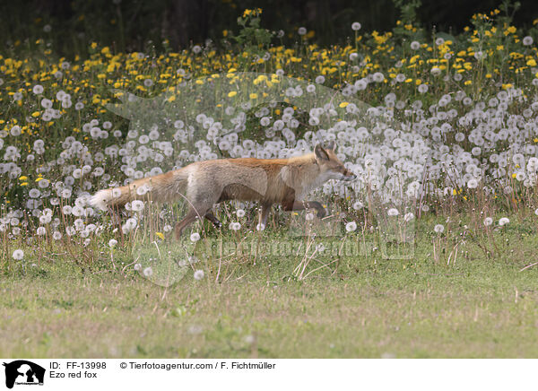 Ezo-Rotfuchs / Ezo red fox / FF-13998