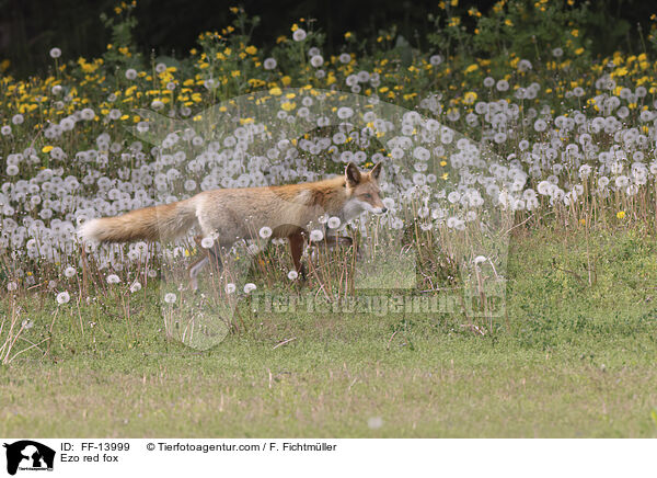 Ezo-Rotfuchs / Ezo red fox / FF-13999