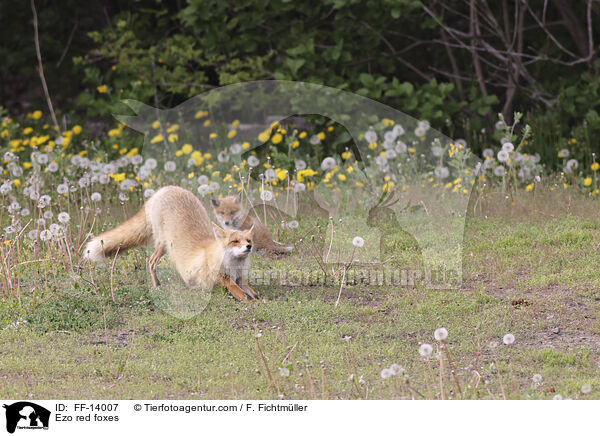 Ezo-Rotfchse / Ezo red foxes / FF-14007