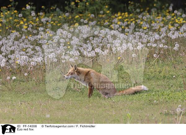 Ezo-Rotfuchs / Ezo red fox / FF-14008