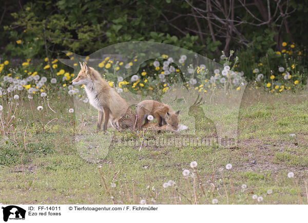 Ezo-Rotfchse / Ezo red foxes / FF-14011