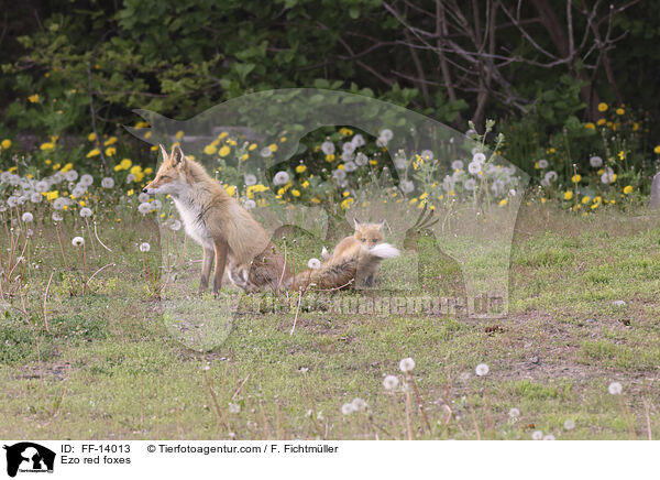 Ezo-Rotfchse / Ezo red foxes / FF-14013