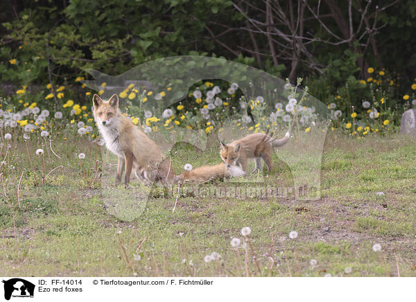 Ezo-Rotfchse / Ezo red foxes / FF-14014