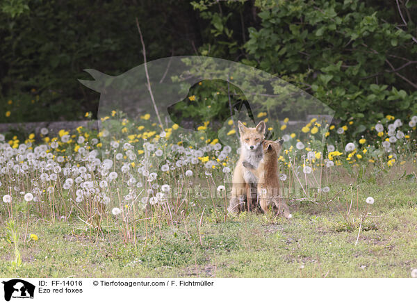 Ezo-Rotfchse / Ezo red foxes / FF-14016