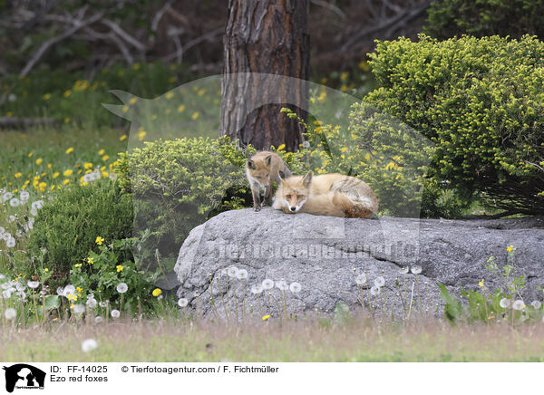 Ezo-Rotfchse / Ezo red foxes / FF-14025